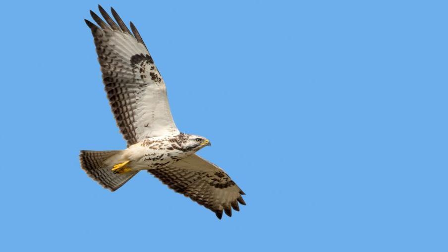 Dive-bombing buzzard cancels race