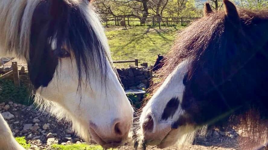 Poisonous plant 'threatens' riding school's horses