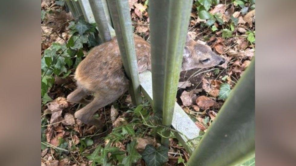 Fawn rescued after getting trapped in metal fence