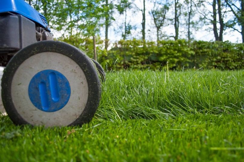Amazon best-seller promises 'thick lawn' with just few days' under 'optimal' conditions
