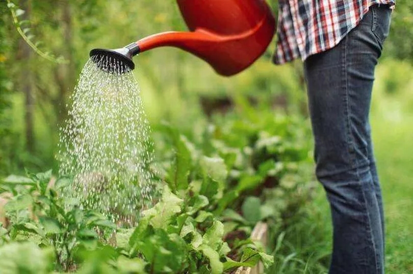 Gardening experts says 'do this urgently' as heat bomb turns weather maps red