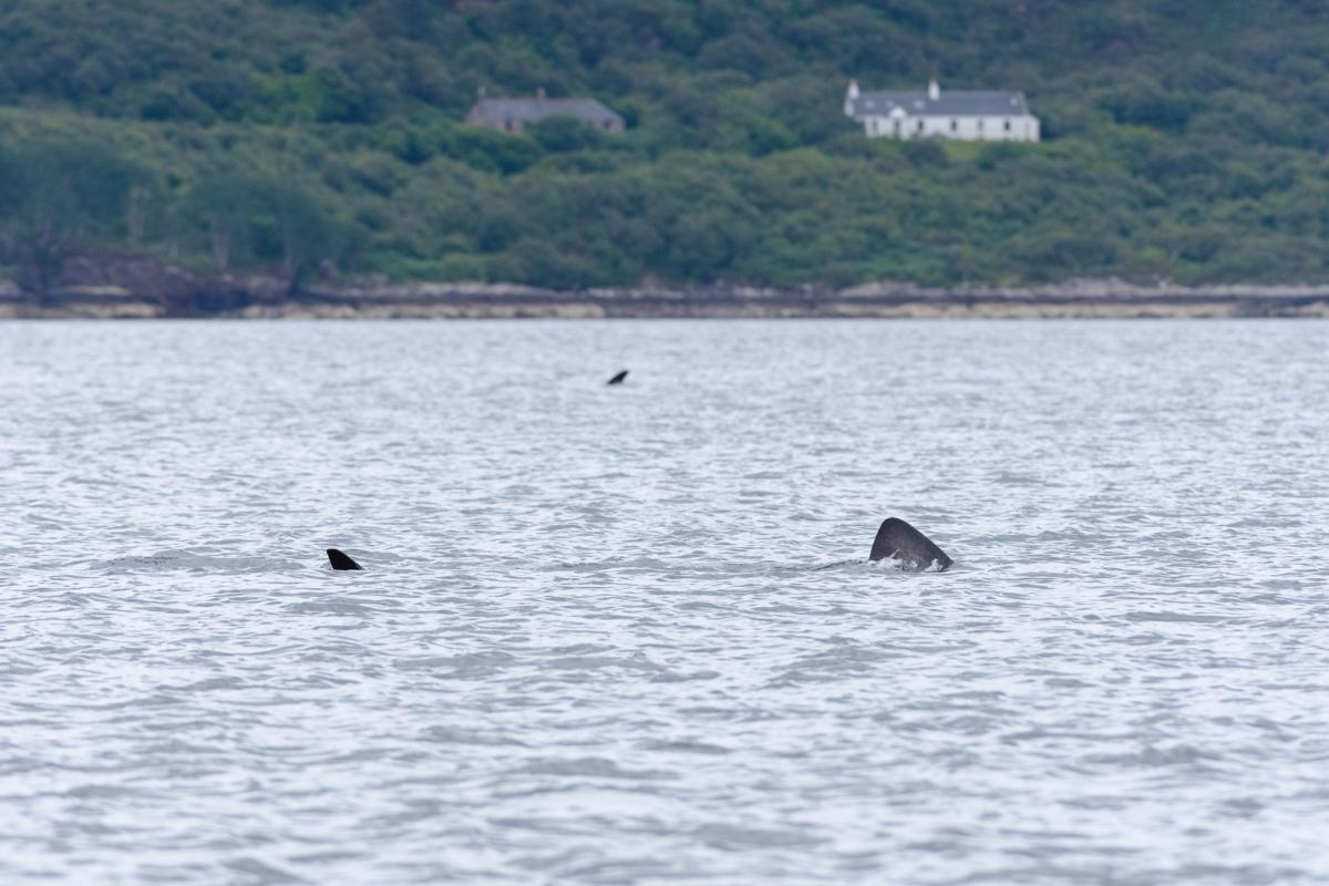Shark season arrives as 40ft giants spotted lurking around our shores
