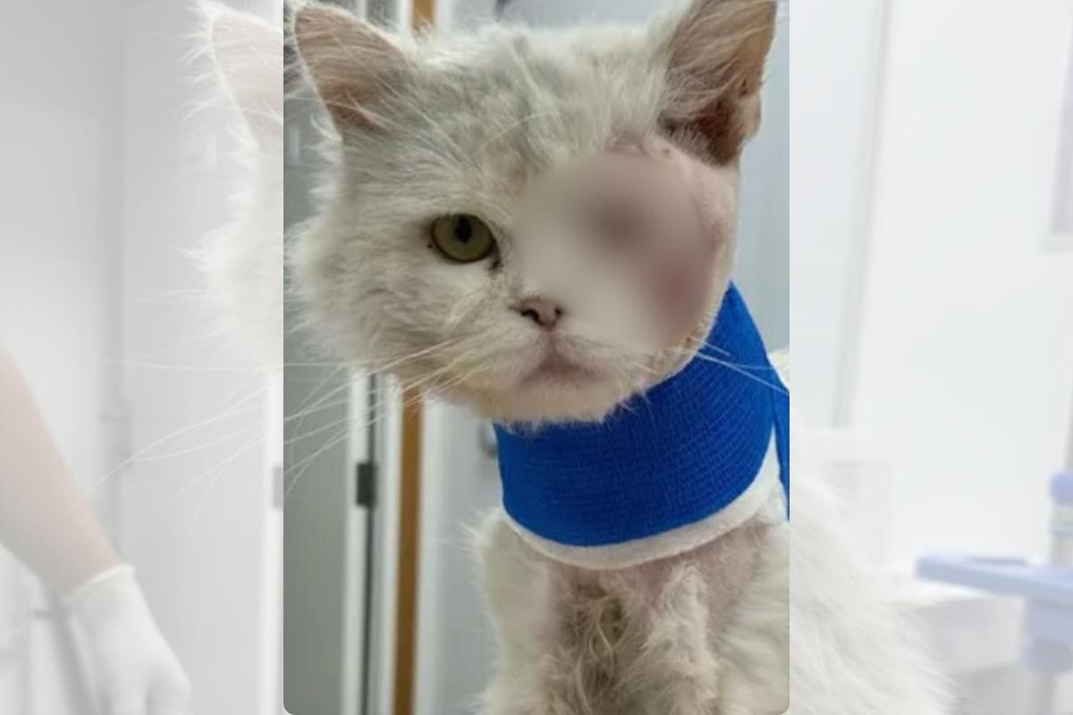 Cat suffers life-changing burns after street acid attack