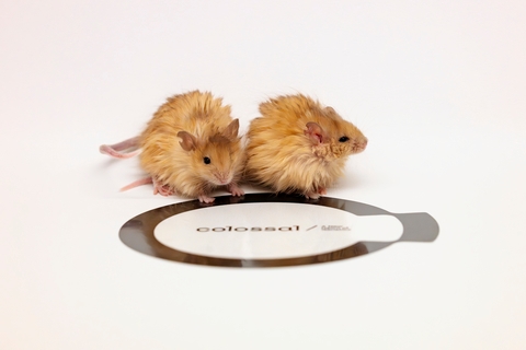 Colossal Creates the Colossal Woolly Mouse, Showcasing Breakthroughs in Multiplex Genome Editing and Trait Engineering on the Path to a Mammoth