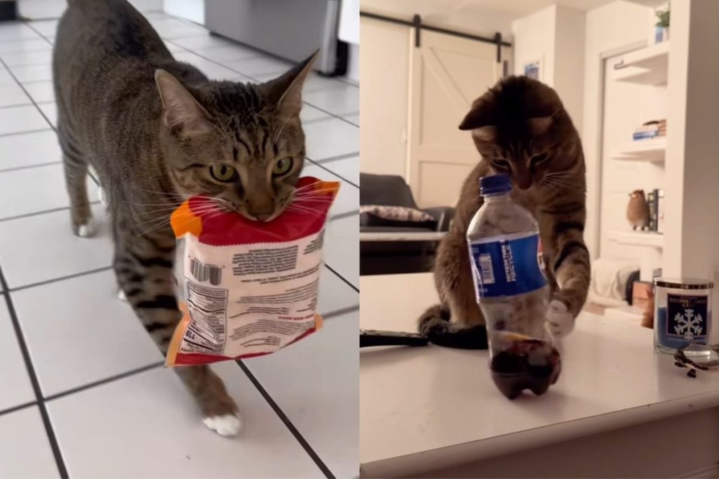 Video: Owner Proves Life With a Cat Is Chaotic At Best