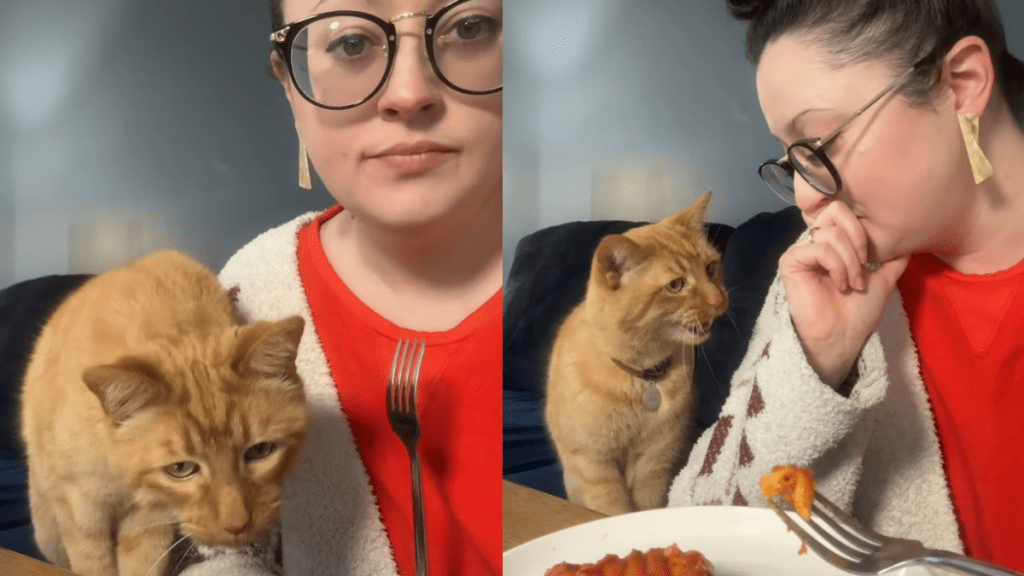 Video: Cat Interrupts Mom's Lunch Only To Realize He Doesn't Like Lasagna