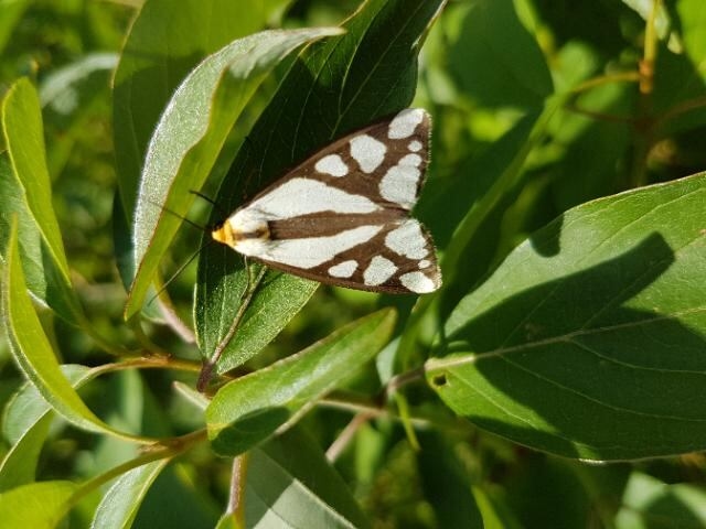 First snakes, now moths — Species at risk continue to delay big east Windsor project