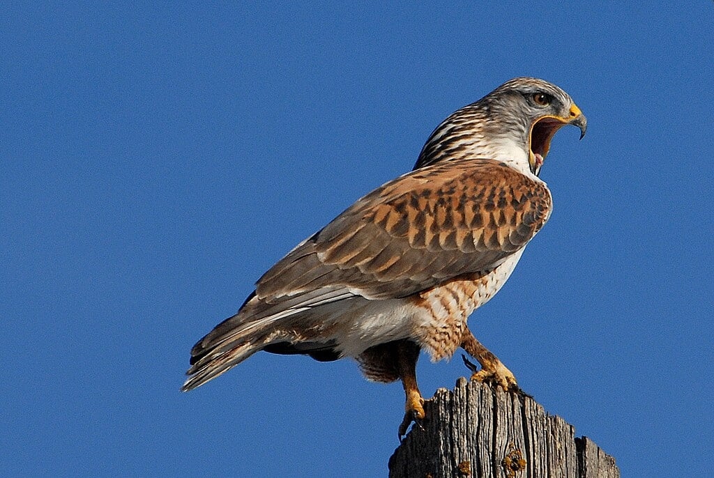 Defence Department fined $10K for destroying nest of threatened hawk species