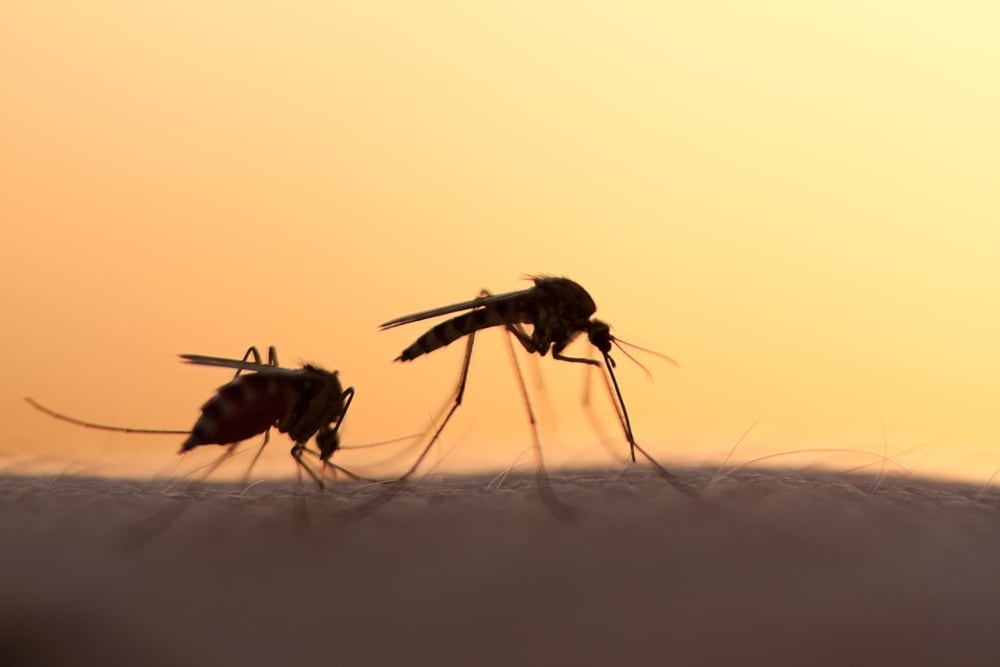 Mosquitos with West Nile virus have been detected in Mississauga: city