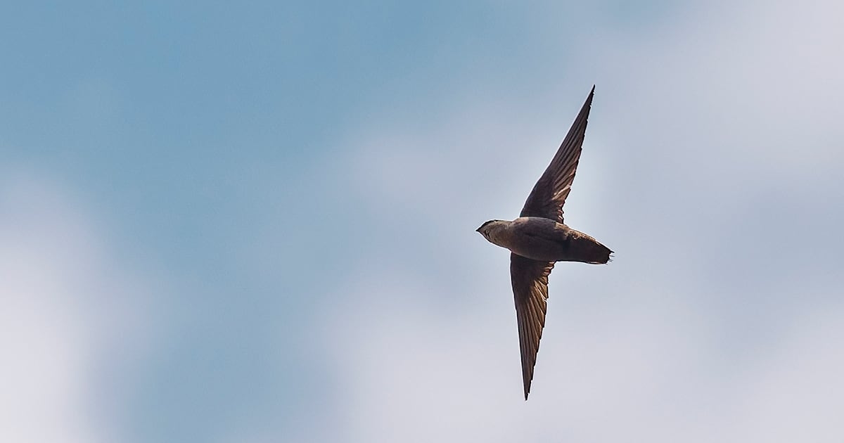 Chimney swifts' housing crisis creates hurdle for affordable housing providers