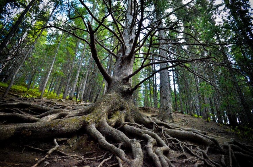 Legacy of Cochrane's fallen Grandfather Tree will live on through new bench