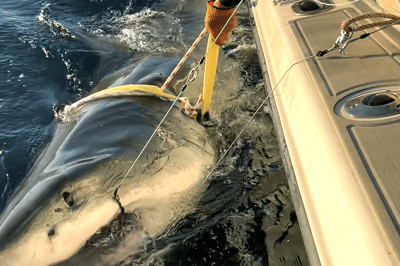 Biggest great white shark recorded by group moves up Atlantic coast