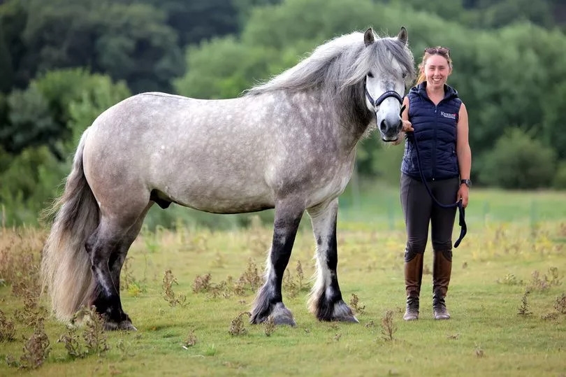 Rare breed of horse loved by late Queen to star in Kynren