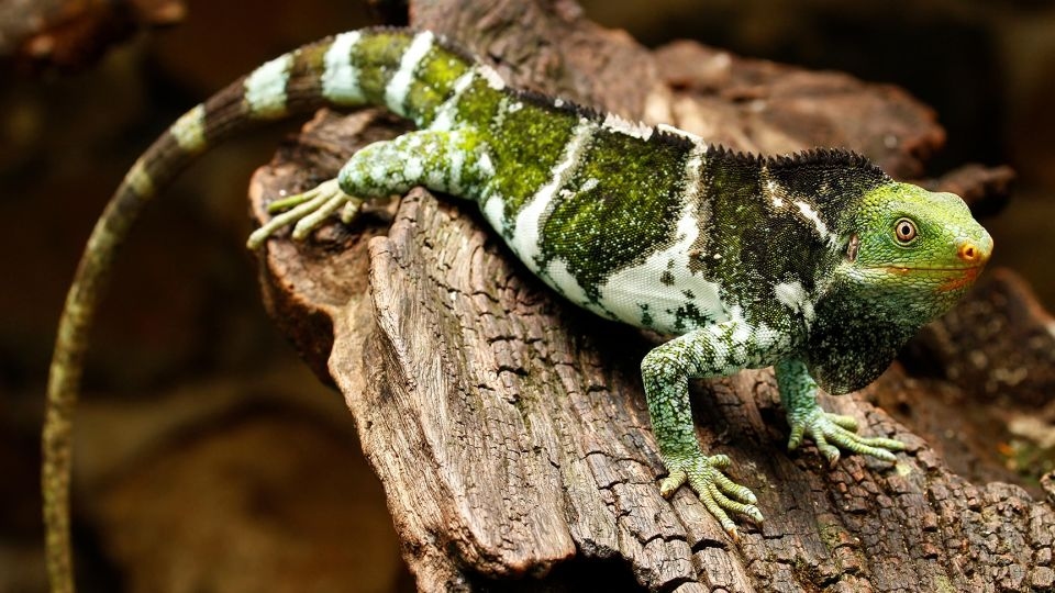Iguanas floated 5,000 miles from North America to Fiji on vegetation rafts, new study finds