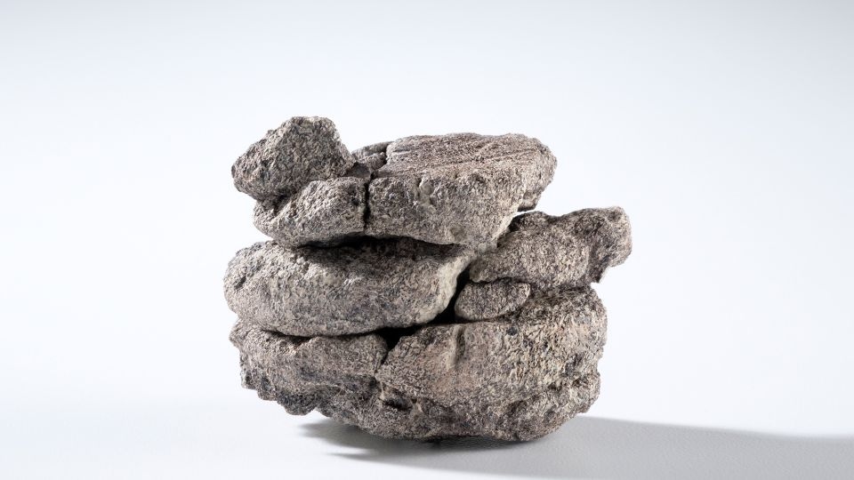 Dinosaur fossil found underneath a Denver museum's parking lot