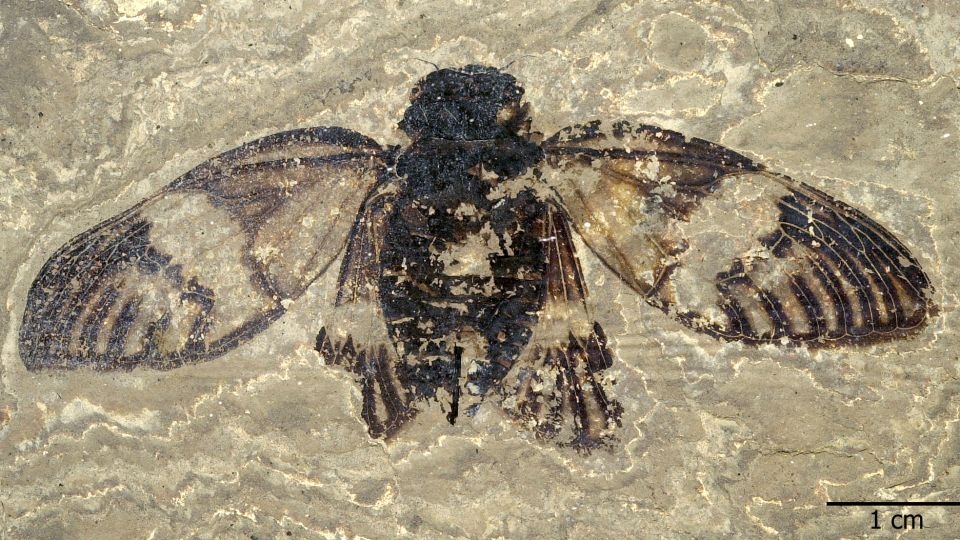 47 million-year-old bug is the oldest singing cicada fossil from Europe