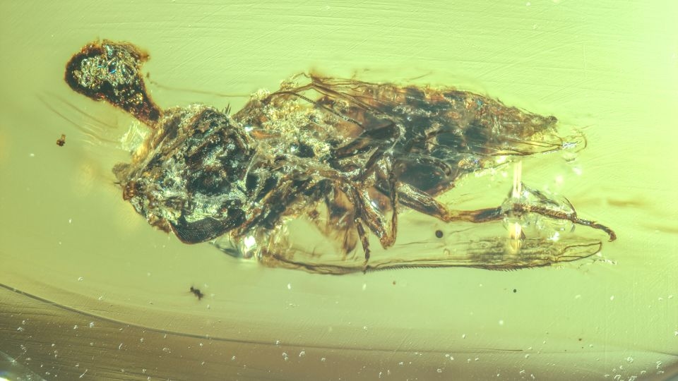 Zombie fungus-infected fly that likely lived among dinosaurs is preserved in amber