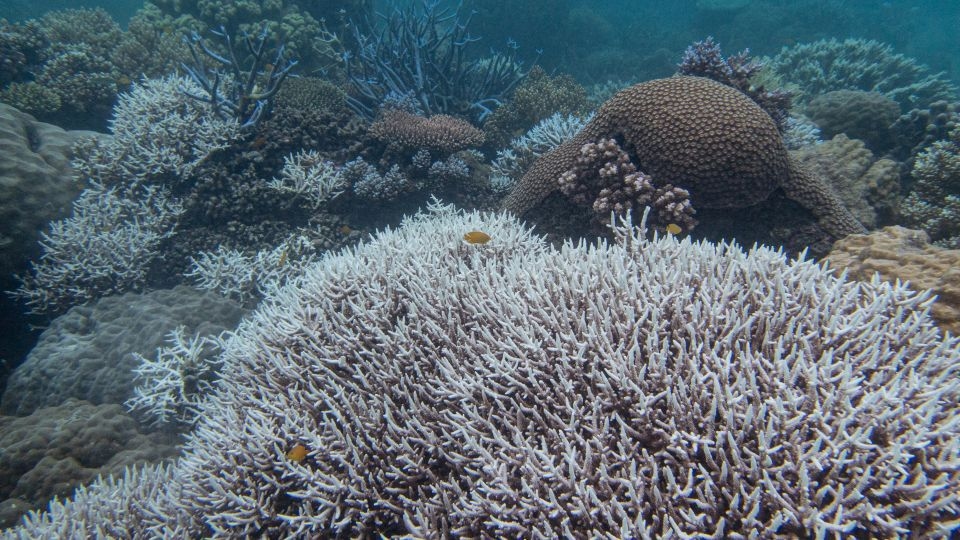 ‘Super corals' and supplements: Inside the lab trying to save the Great Barrier Reef