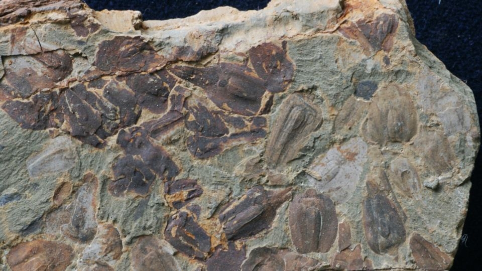 The ‘Great Dying' wiped out 90% of life, then came 5 million years of lethal heat. New fossils explain why