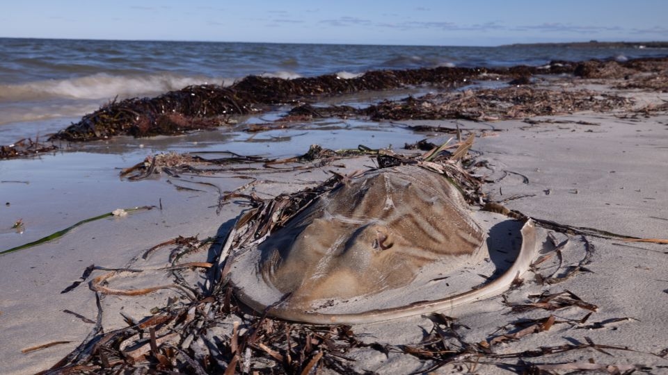 Toxic algae are turning South Australia's coral reefs into underwater graveyards – and there's no end in sight