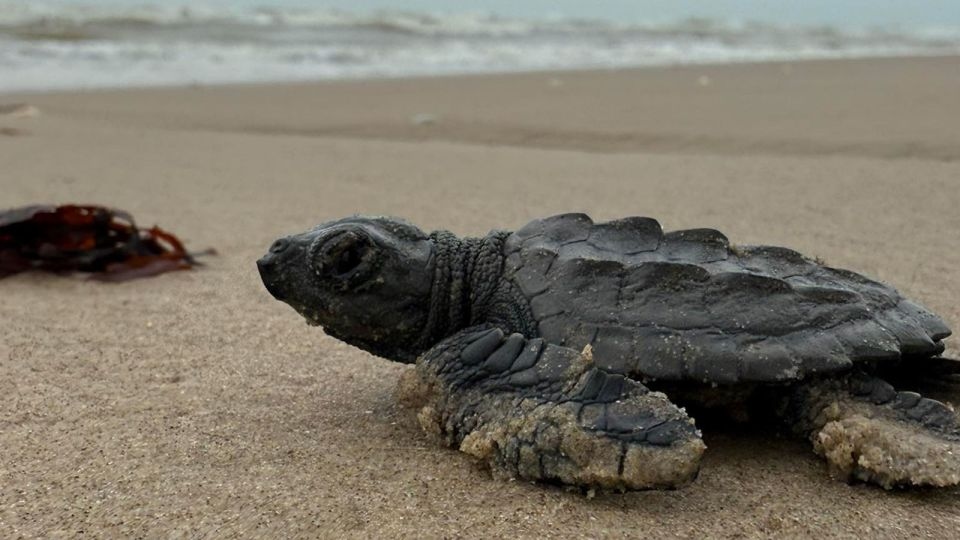 Endangered turtles share this Mexican beach with SpaceX rocket debris. The company says there's no risk of harm