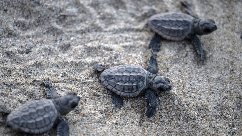 Sea turtles ‘dance' in magnetic fields associated with food, new study finds