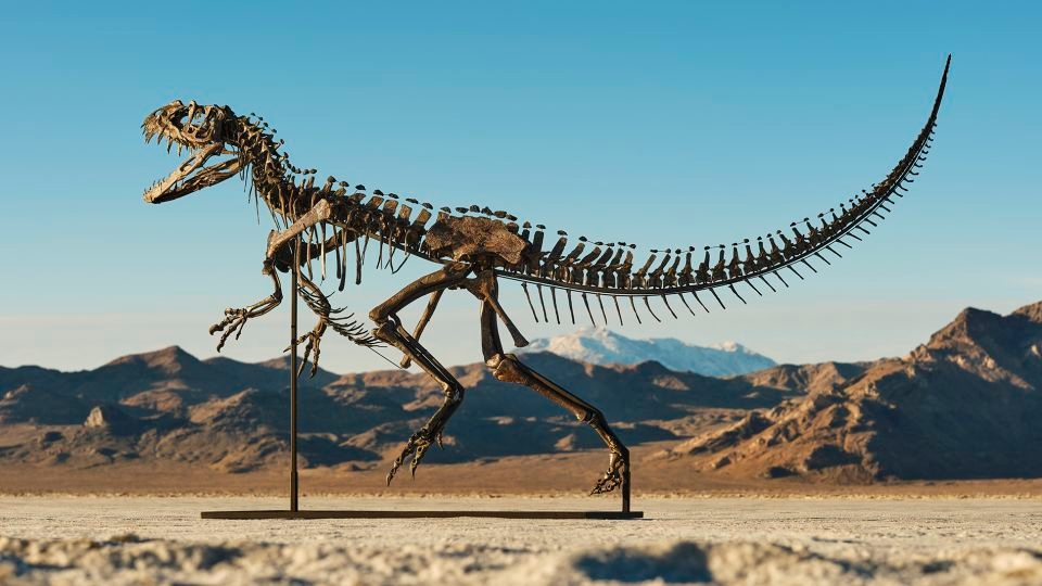 Rare Ceratosaurus fossil sells for $30.5 million