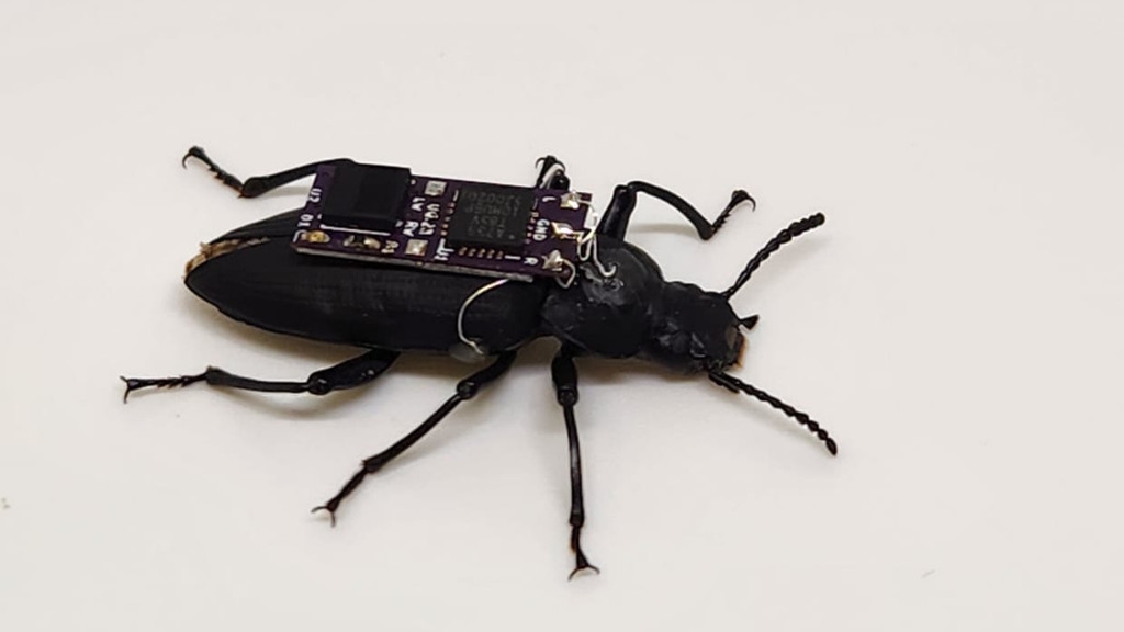 Remote Controlled 'Cyborg' Beetles Could Help Rescue Crews During Natural Disasters