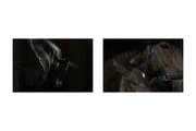 Photo Gallery: Foaling mares a labour of love for Tim Drake