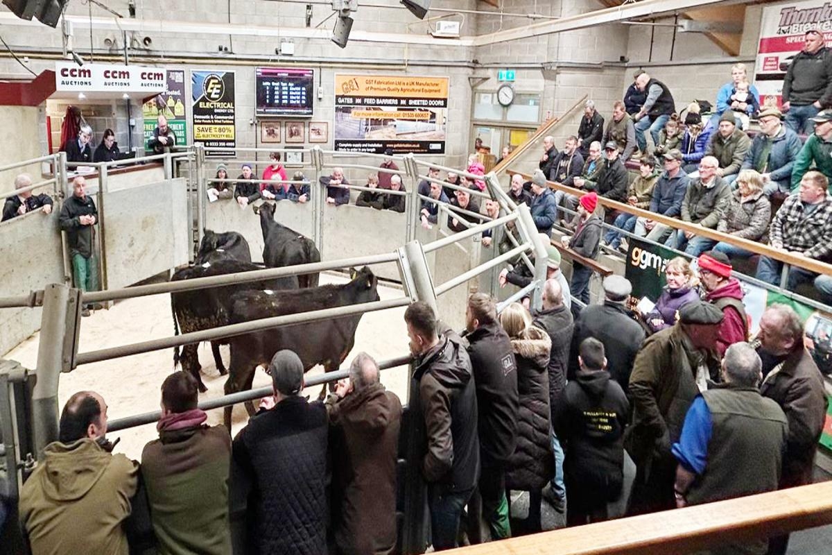 300-plus cattle turnout at CCM livestock collective