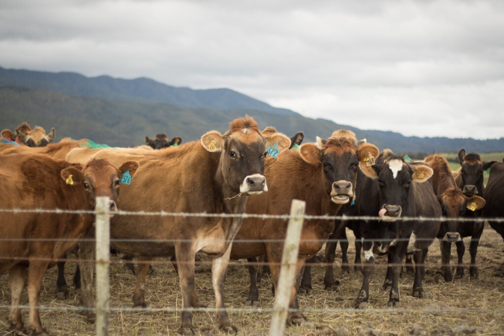 Montana Cattle Committee ‘checkoff' bill tabled in Senate Agriculture committee