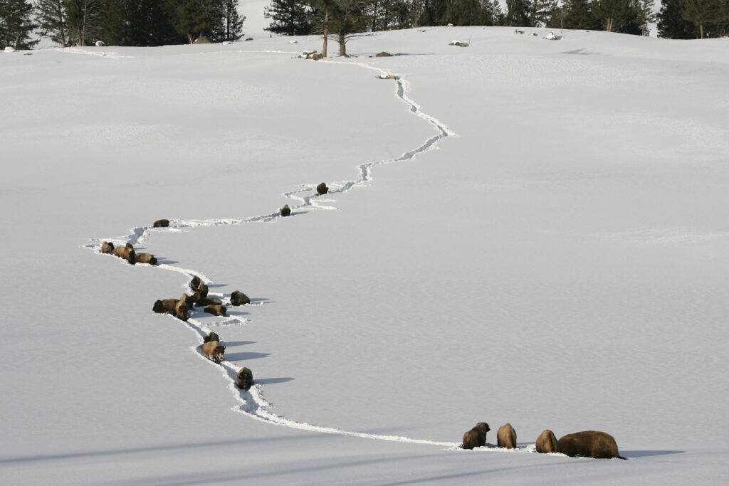 As the bison debate rages on, leaders miss an obvious solution