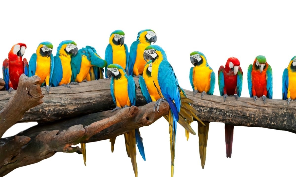Polly Wanna Cross The Border? 20 Parrots Nabbed In Texas Smuggling Fiasco