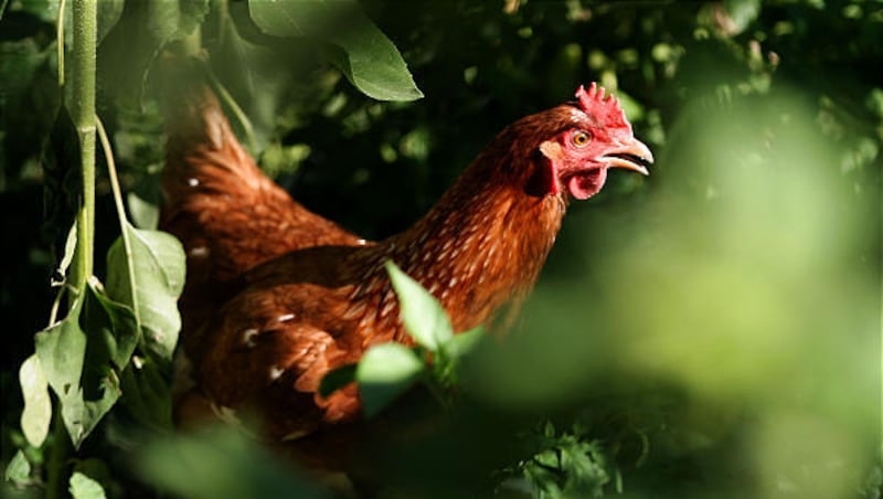 Are backyard chickens at risk of bird flu?