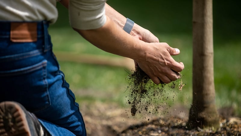 Utah City development to celebrate Arbor Day by planting 1,000 trees to emphasize sustainability