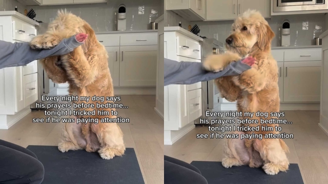 Video: Goldendoodle's Reaction to Mom Changing Nighttime Prayers Is Truly Worth It