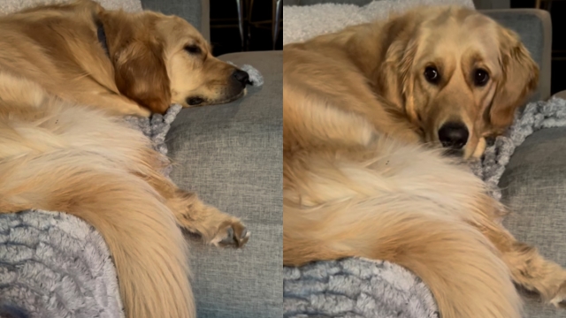 Video: Golden Retriever Ignores Owner Until Offered Cookie