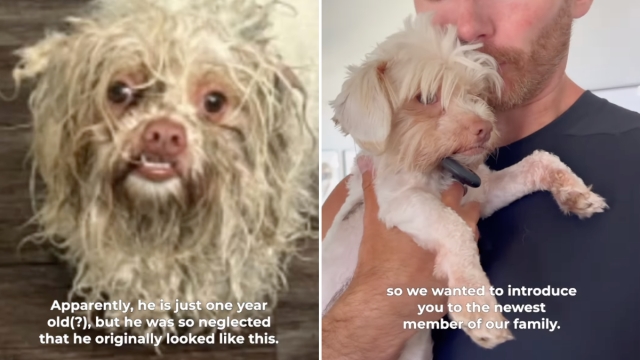 Video: ‘Foster Fail' Owners Save Puppy's Life With Adoption After Losing Previous Dog