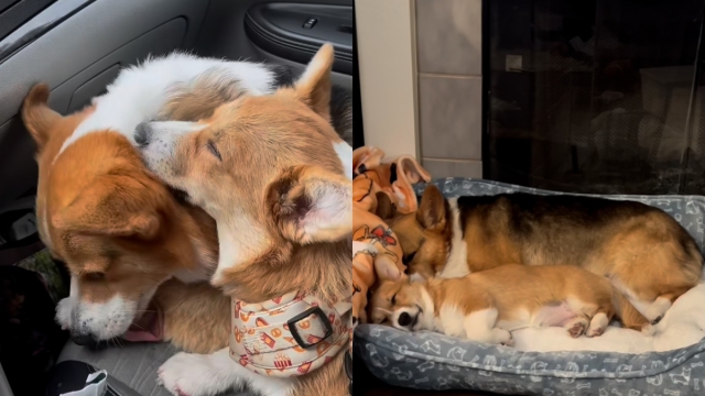 Video: Owner Initially ‘Unsure' of Getting Corgi a Sister Claims It's the ‘Best Decision'