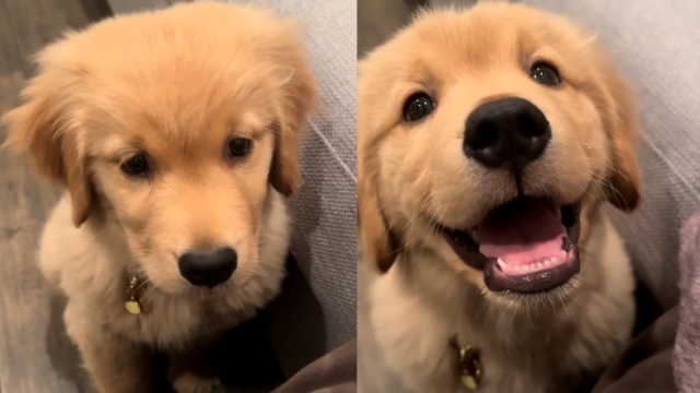 Video: Golden Retriever Puppy's Smile Training Is a Big Success