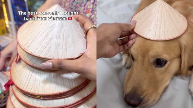 Video: Dog Fits Perfectly In Vietnamese Souvenir Owner Brought Back