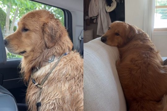 Video: Owner Shares What Made ‘Overly Emotional' Golden Retriever Sad