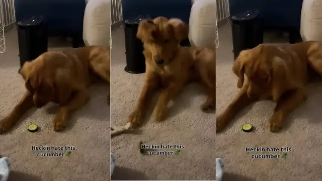 Video: Golden Retriever Puppy Has a Bitter Relationship With Cucumber