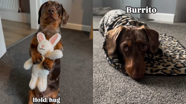 Video: Dachshund's ‘Cute & Unique' Tricks Has the Internet in Awe