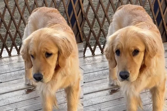 Video: Golden Retriever Shows How an ‘Effective Non-Verbal Communication' Looks Like
