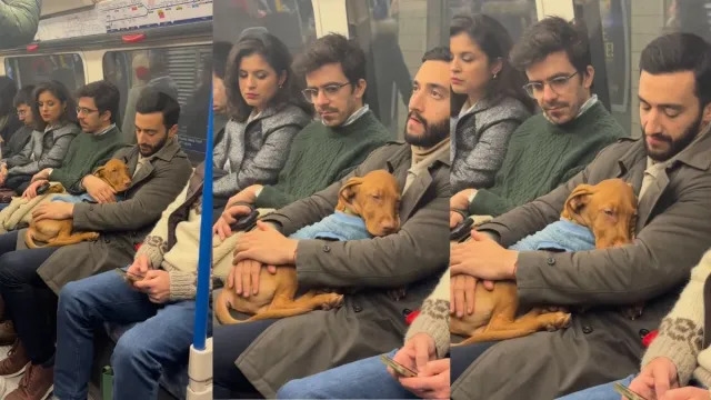 Video: Vizsla Puppy Naps Peacefully in Dad's Lap in Crowded London Tube