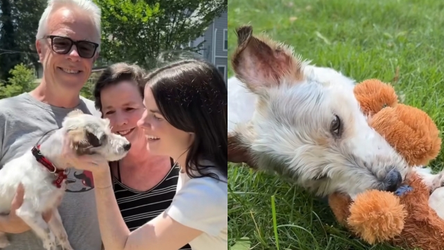 Video: Foster Mom's Journey With ‘Emaciated' Puppy Takes an Unexpected Turn
