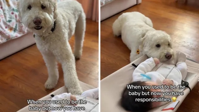 Video: Goldendoodle Is Taking Big Brother ‘Responsibilities' Pretty Seriously