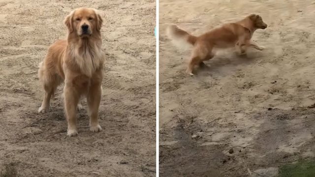 Video: Golden Retriever ‘Asks' for Permission to Swim but Doesn't Wait for It to Be Granted
