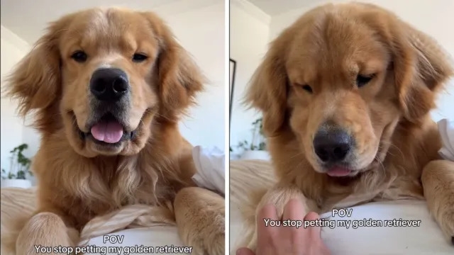 Video Shows Golden Retriever Throwing Tantrums When Petting Stops